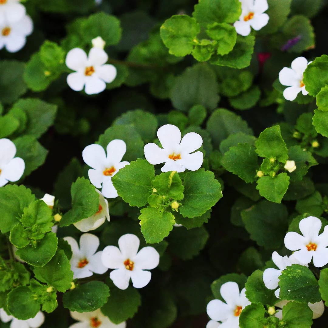 Bacopa Monnieri extract for memory support