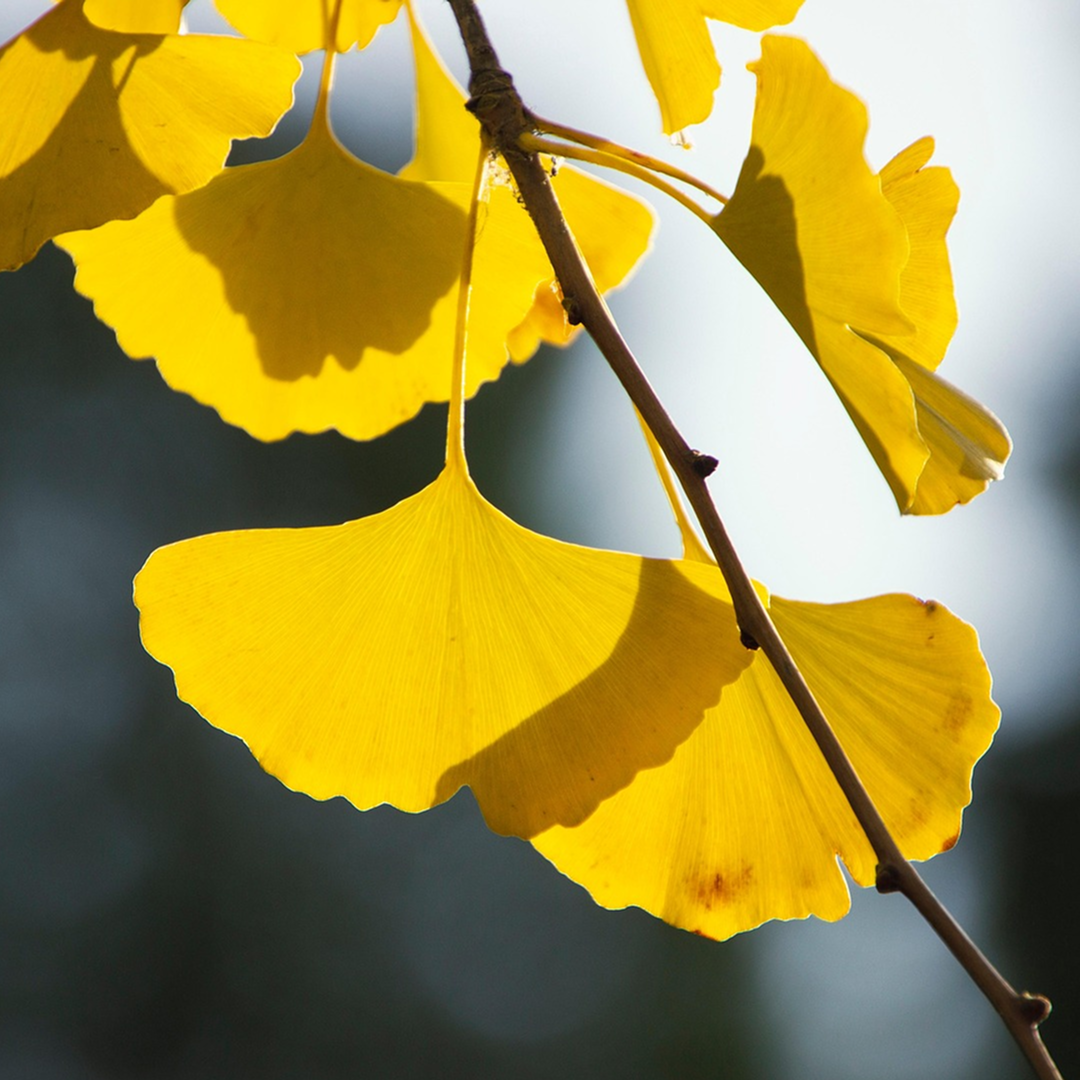 Ginkgo Biloba extract for healthy brain circulation support