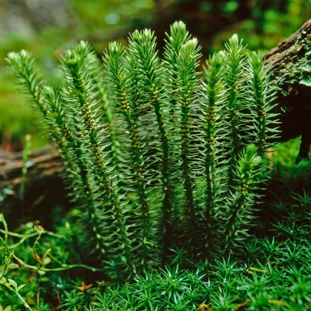 Huperzine A plant-derived compound for acetylcholine activity
