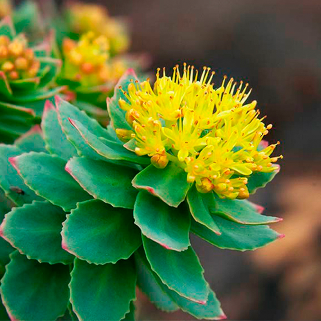Rhodiola Rosea adaptogenic herb for stress resilience support